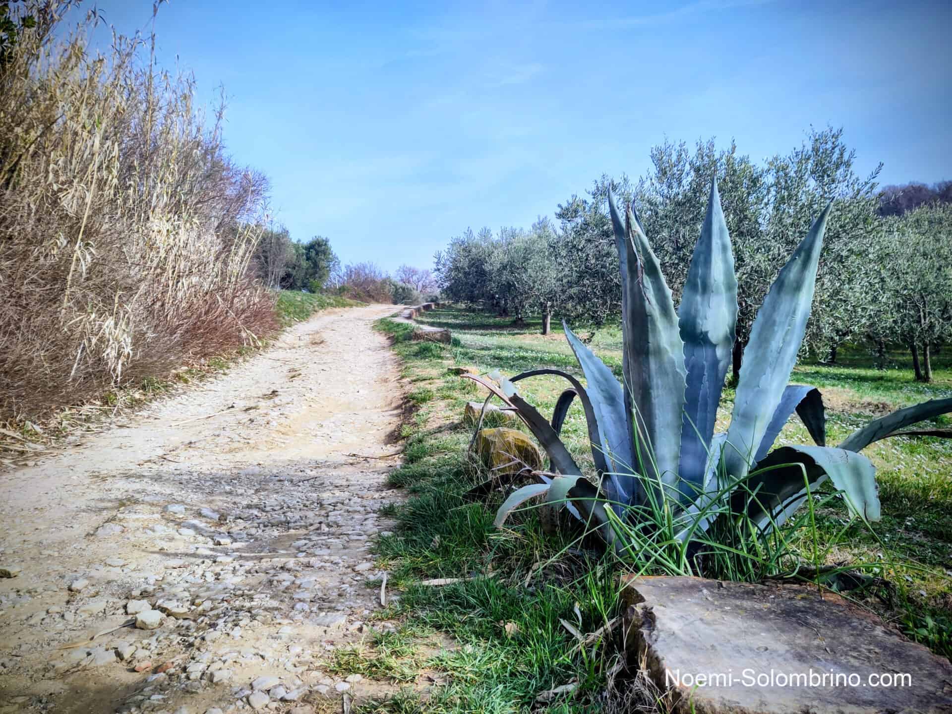 noemi solombrino blog katze 1