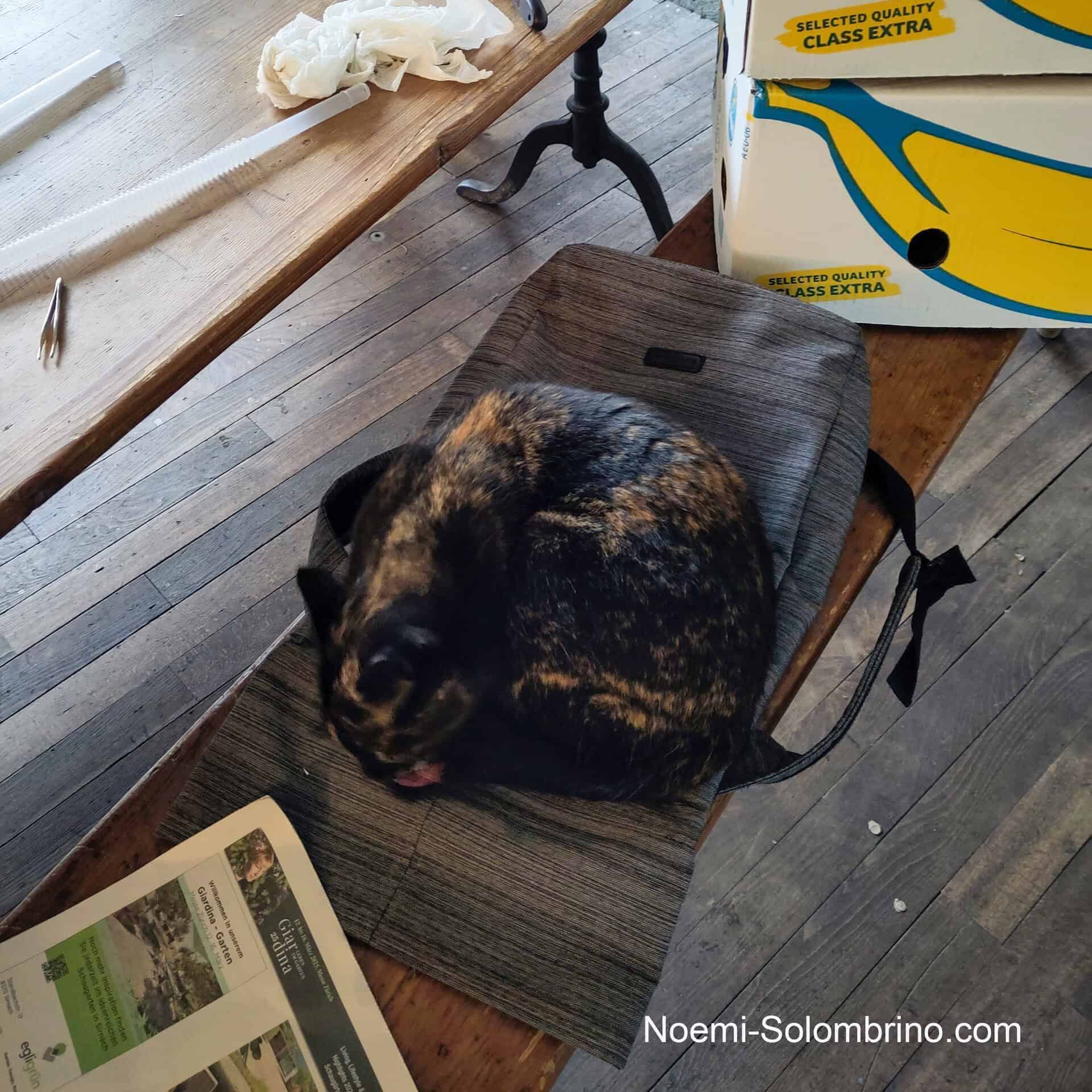 noemi solombrino blog katze edited