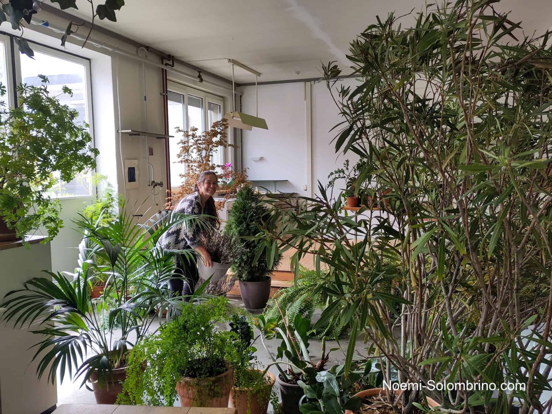 noemi solombrino blog umzug pflanzen