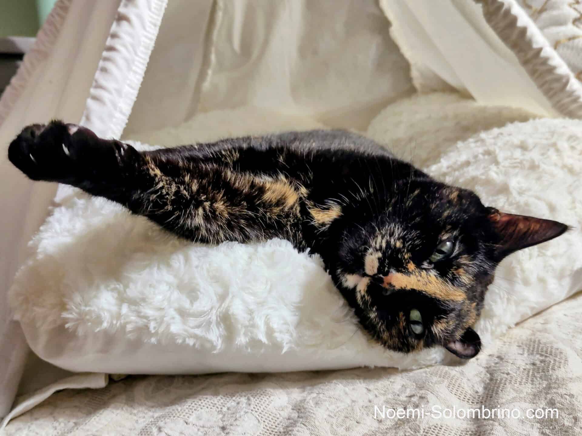 noemi solombrino katze blog 1