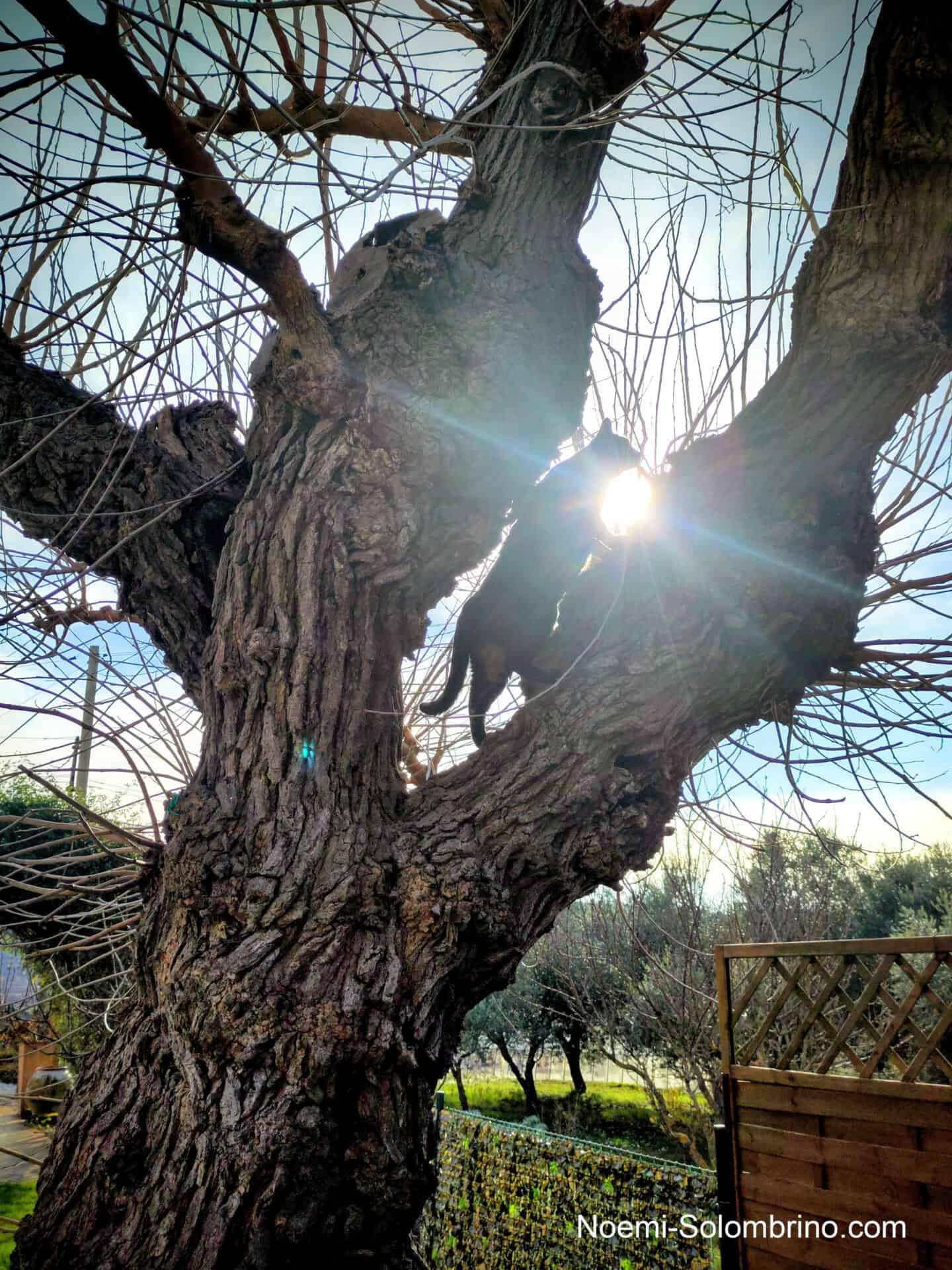 noemi solombrino miss mingeli 1